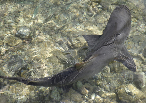 Negaprion brevirostris