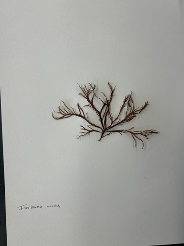 Farlowia mollis observed 2026-04-24