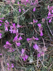 Indigofera hamulosa