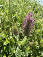 Trifolium purpureum