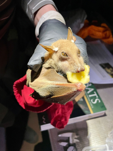 Peters's Epauletted Fruit Bat