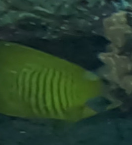 Chaetodon semilarvatus