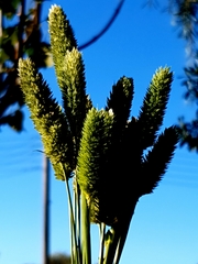 Phalaris caroliniana