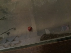 Coccinellinae