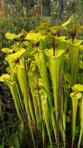 Sarracenia flava