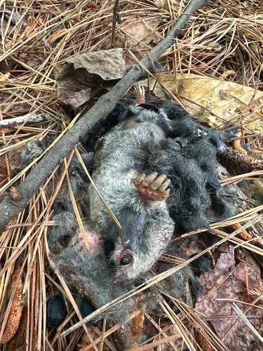 Eastern Mole observed by rachelb
