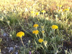 Chaenactis glabriuscula