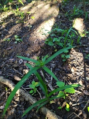 Cyperus albostriatus