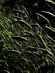 Phalaris caroliniana