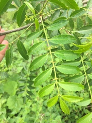 Zanthoxylum coco