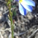 Lobelia comosa 2
