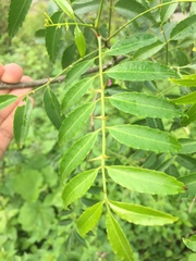 Zanthoxylum coco
