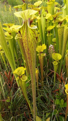 Sarracenia flava
