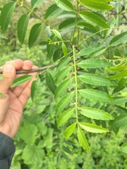 Zanthoxylum coco