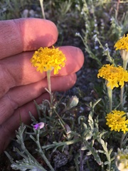 Chaenactis glabriuscula