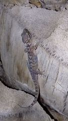 Hemidactylus robustus