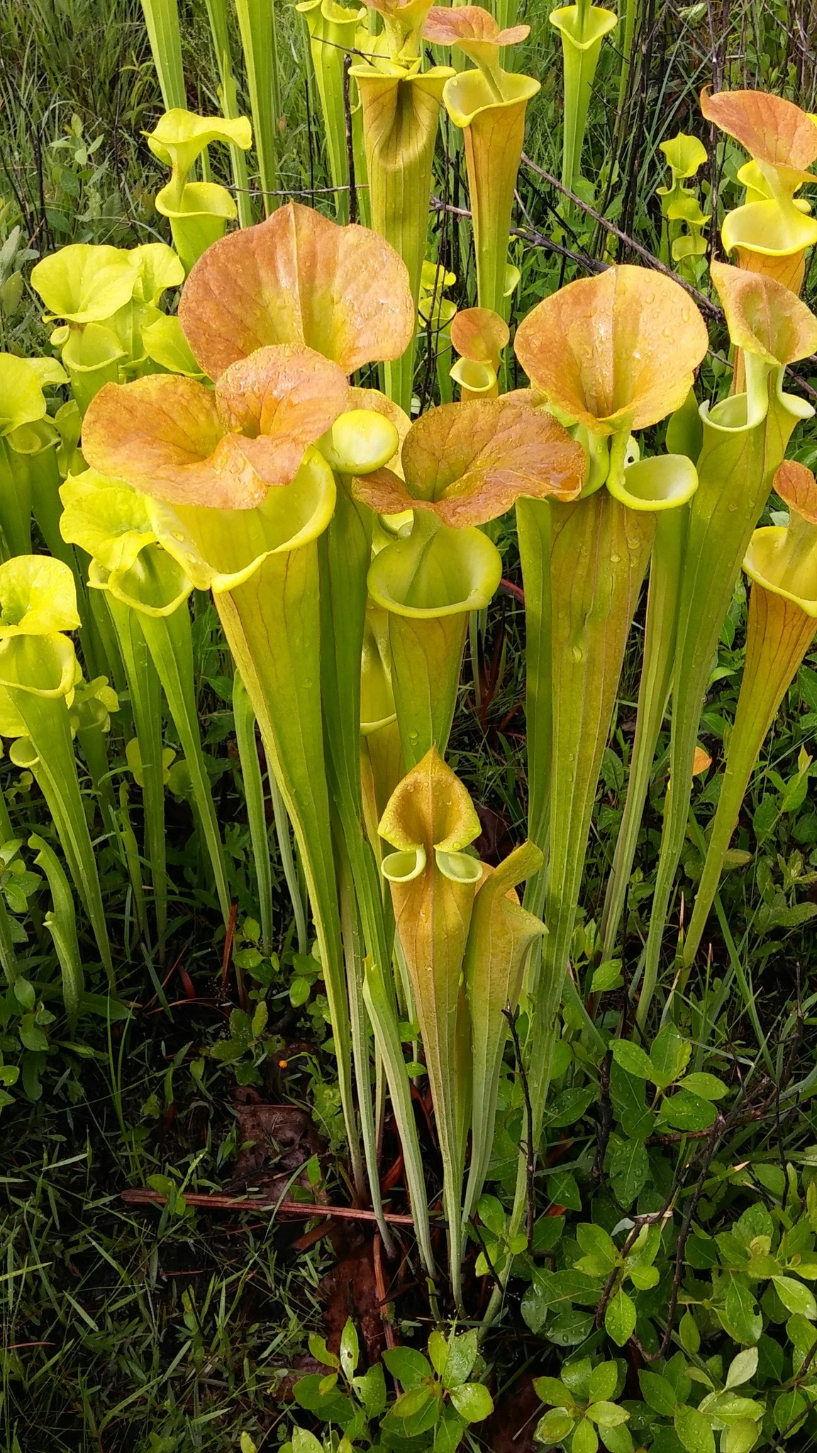 Sarraceniaceae