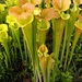 New World Pitcher Plants - Photo (c) packscout, some rights reserved (CC BY-NC), uploaded by packscout