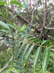 Zanthoxylum coco