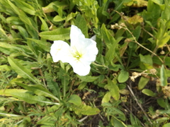 Oenothera centaurifolia