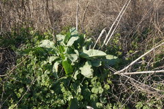 Rumex patientia orientalis
