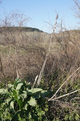 Rumex patientia orientalis