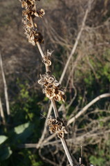 Rumex patientia orientalis