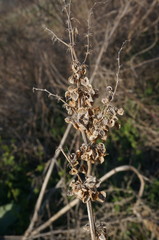 Rumex patientia orientalis