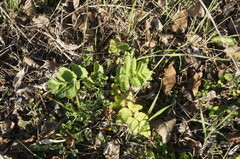 Pastinaca