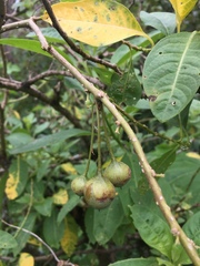 Eriolarynx australis