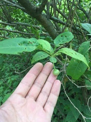 Eriolarynx australis