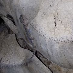 Hemidactylus robustus