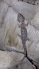 Hemidactylus robustus