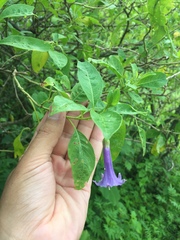 Eriolarynx australis