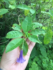 Eriolarynx australis