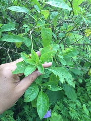 Eriolarynx australis