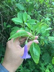 Eriolarynx australis