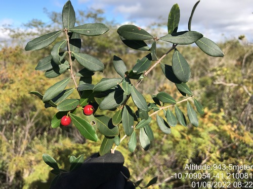 Eugenia punicifolia