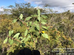 Eugenia punicifolia, photograph (c) vitordematos12, some rights reserved (CC BY-SA)