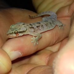 Hemidactylus robustus