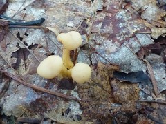 Cudonia lutea