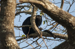 Alouatta caraya