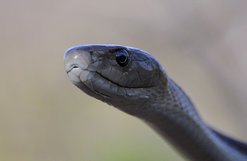 Black Mamba