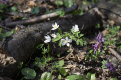 Isopyrum thalictroides