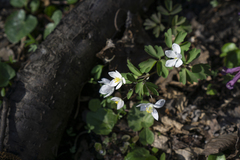 Isopyrum thalictroides