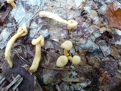 Cudonia lutea