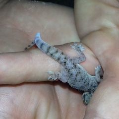 Hemidactylus robustus