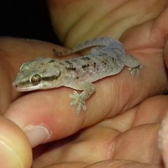 Hemidactylus robustus