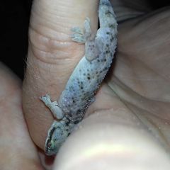 Hemidactylus robustus