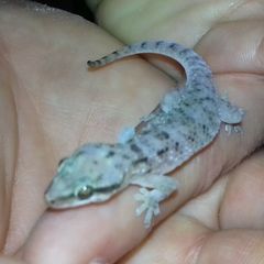 Hemidactylus robustus